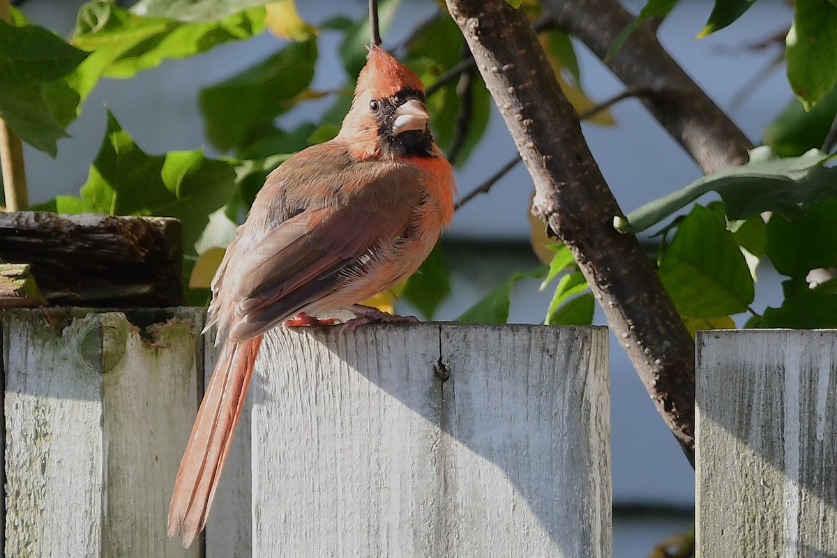 Northern Cardinal - ML644116735