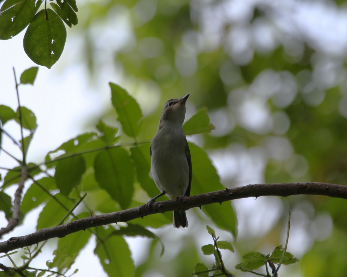 Red-eyed Vireo - ML644116742