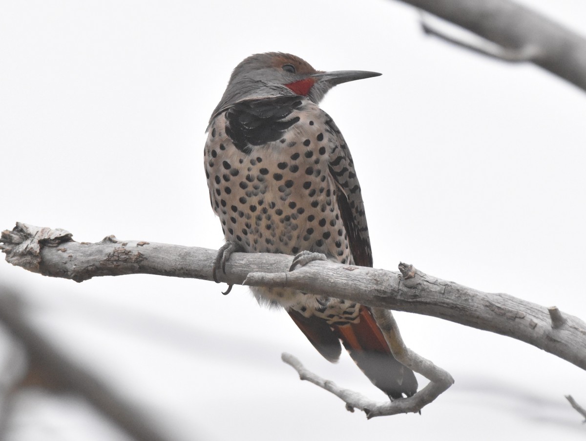 Northern Flicker (Red-shafted) - ML644116745