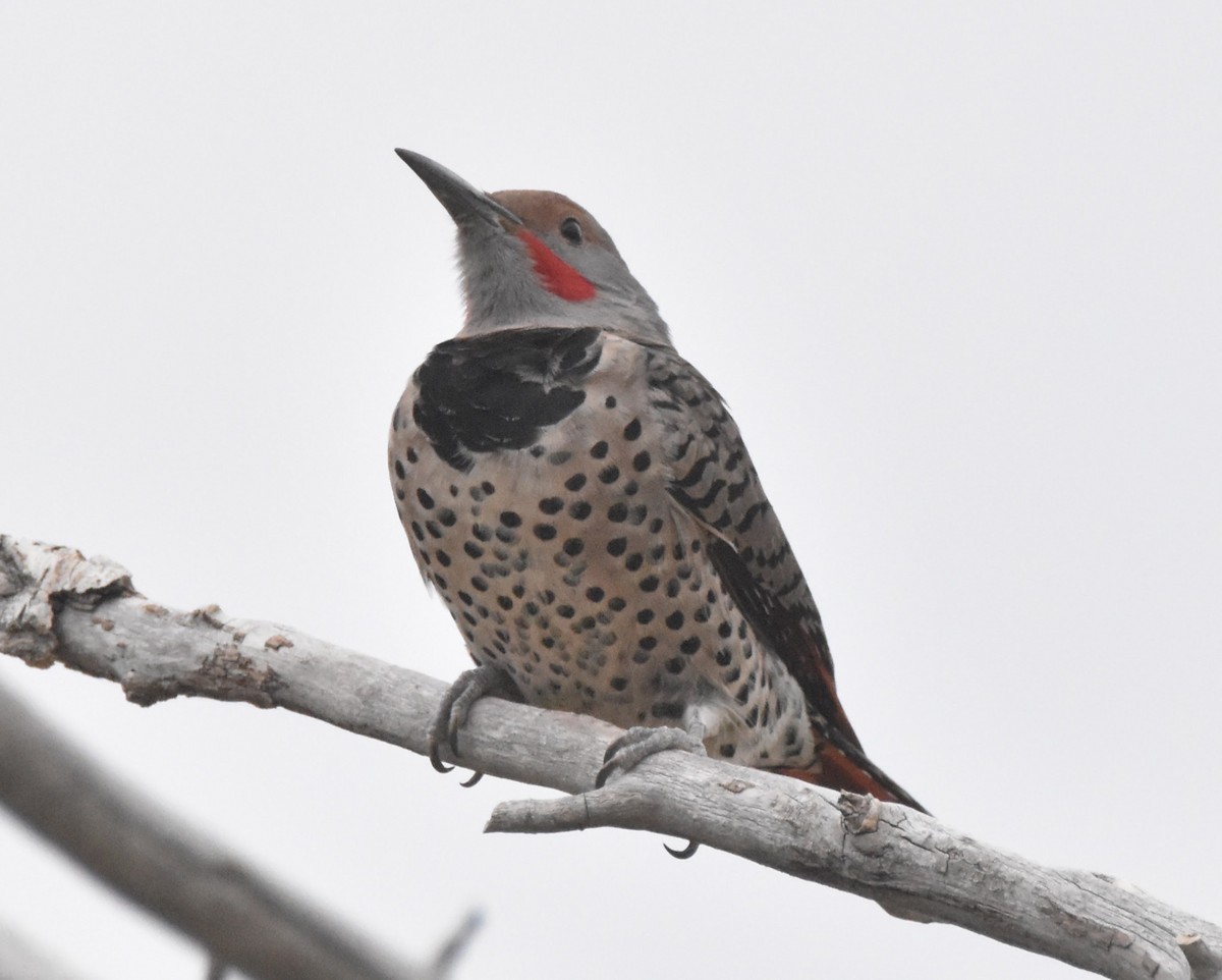 Northern Flicker (Red-shafted) - ML644116746