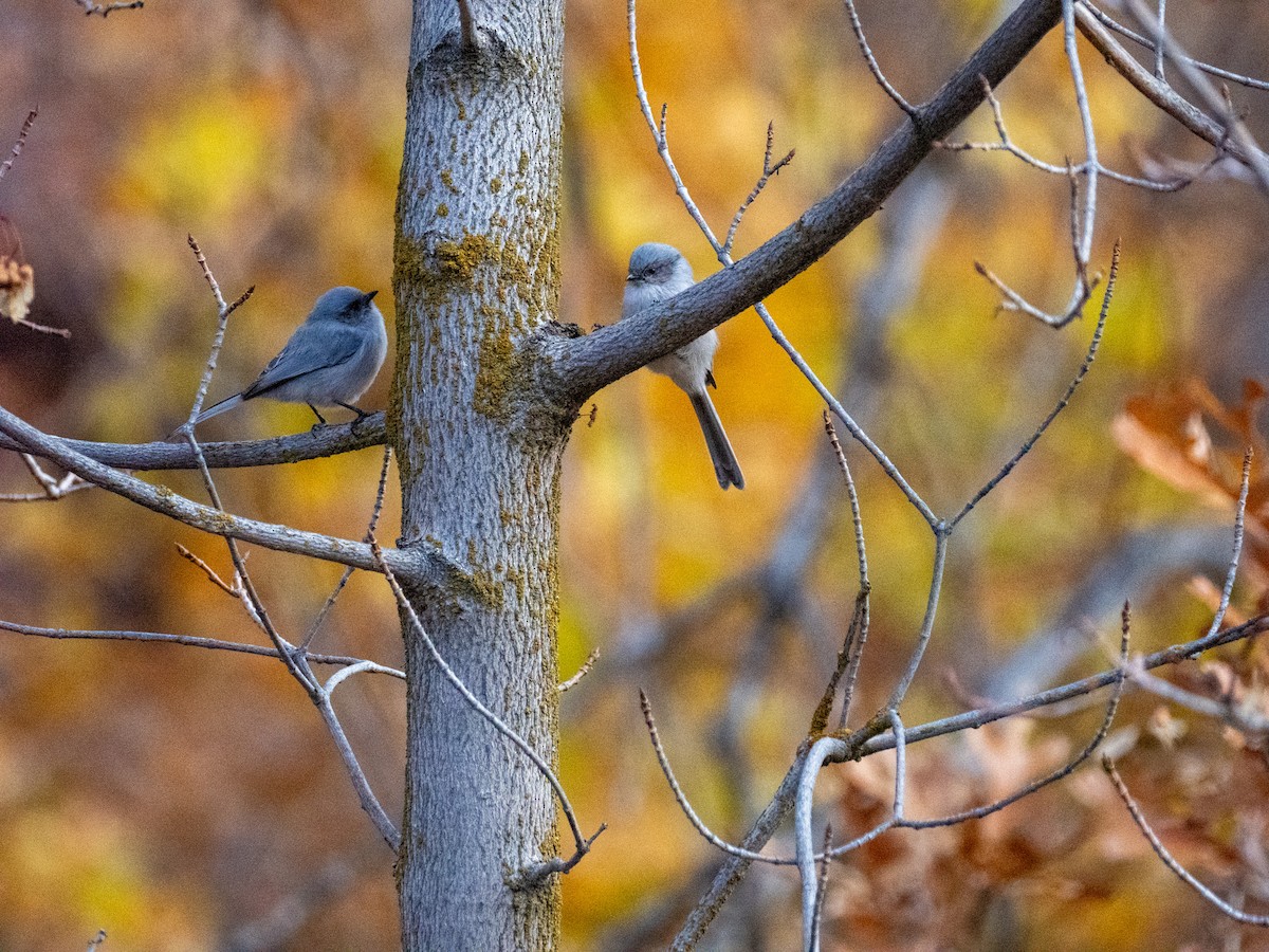 Bushtit - ML644116750