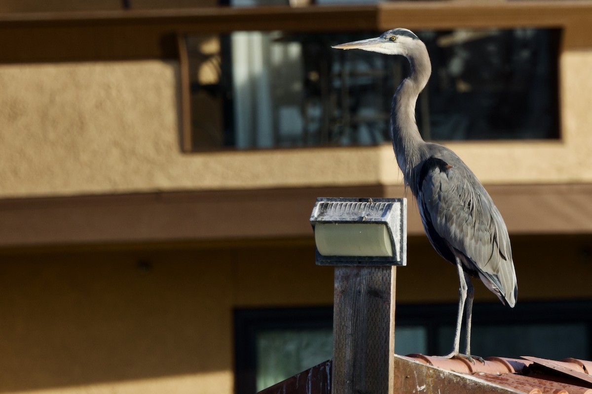 Great Blue Heron - ML644116756