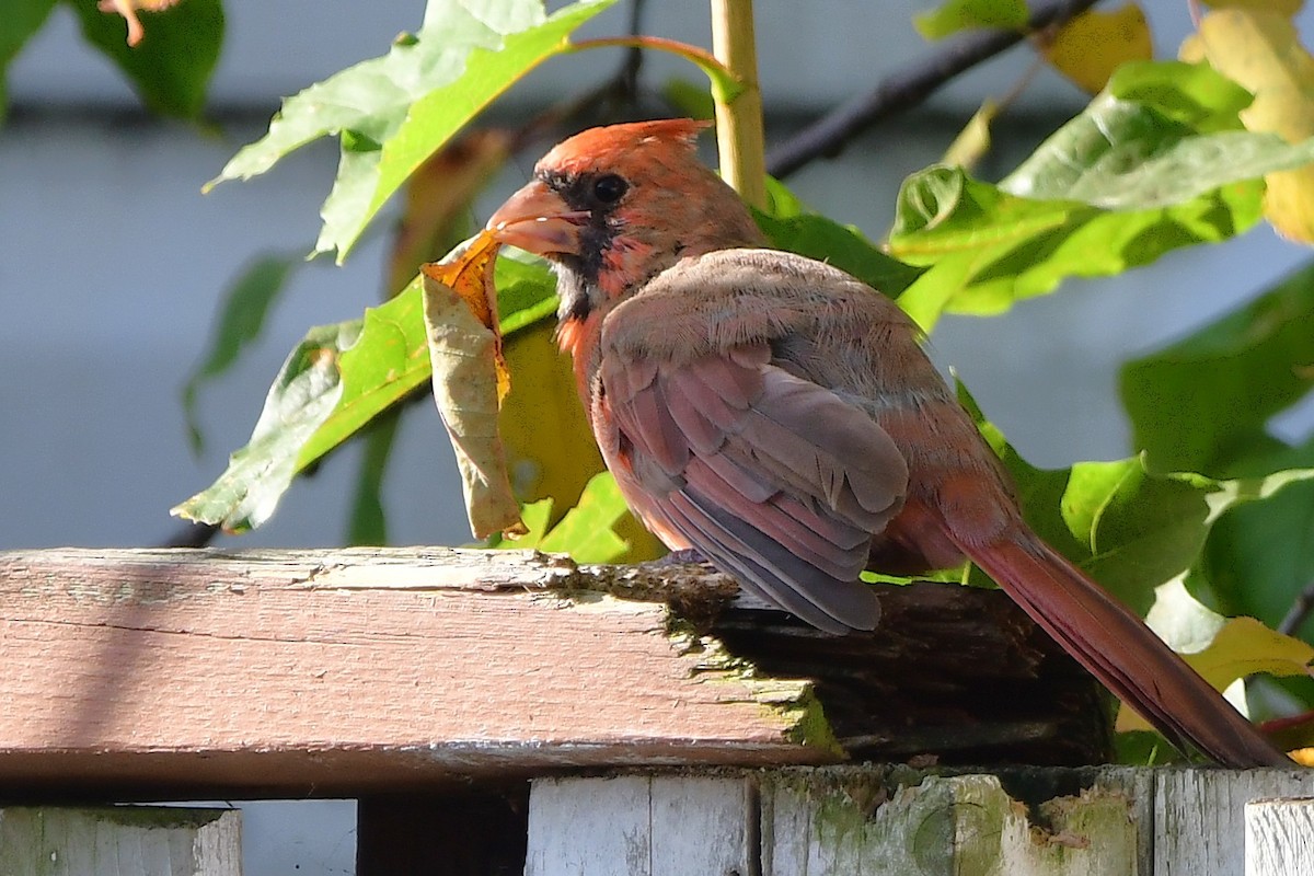 Northern Cardinal - ML644116768