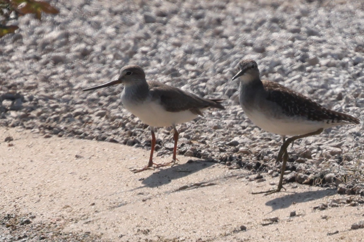 Terek Sandpiper - ML644116779