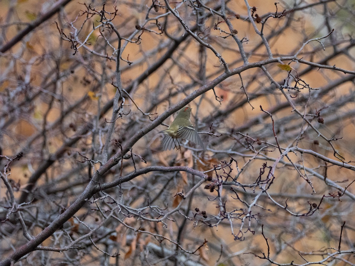 Ruby-crowned Kinglet - ML644116785
