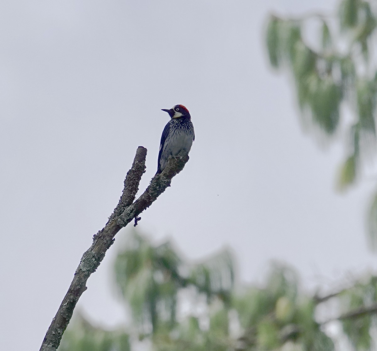 Acorn Woodpecker - ML644116787