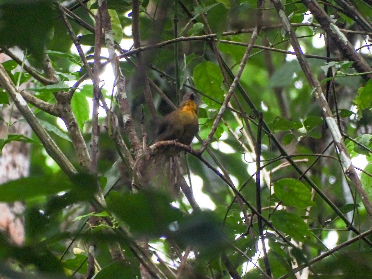 Habia à gorge rouge - ML644116789