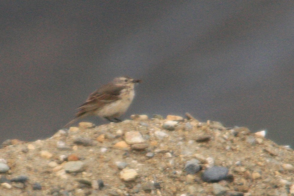 Bergeronnette de Béringie - ML644116794