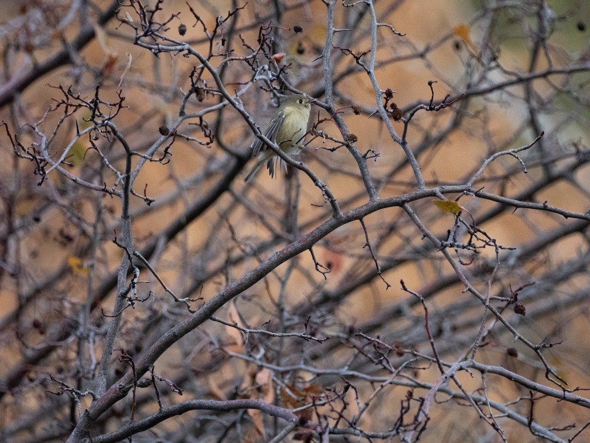 Ruby-crowned Kinglet - ML644116795