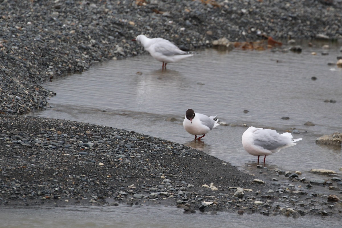 Brown-hooded Gull - ML644116796