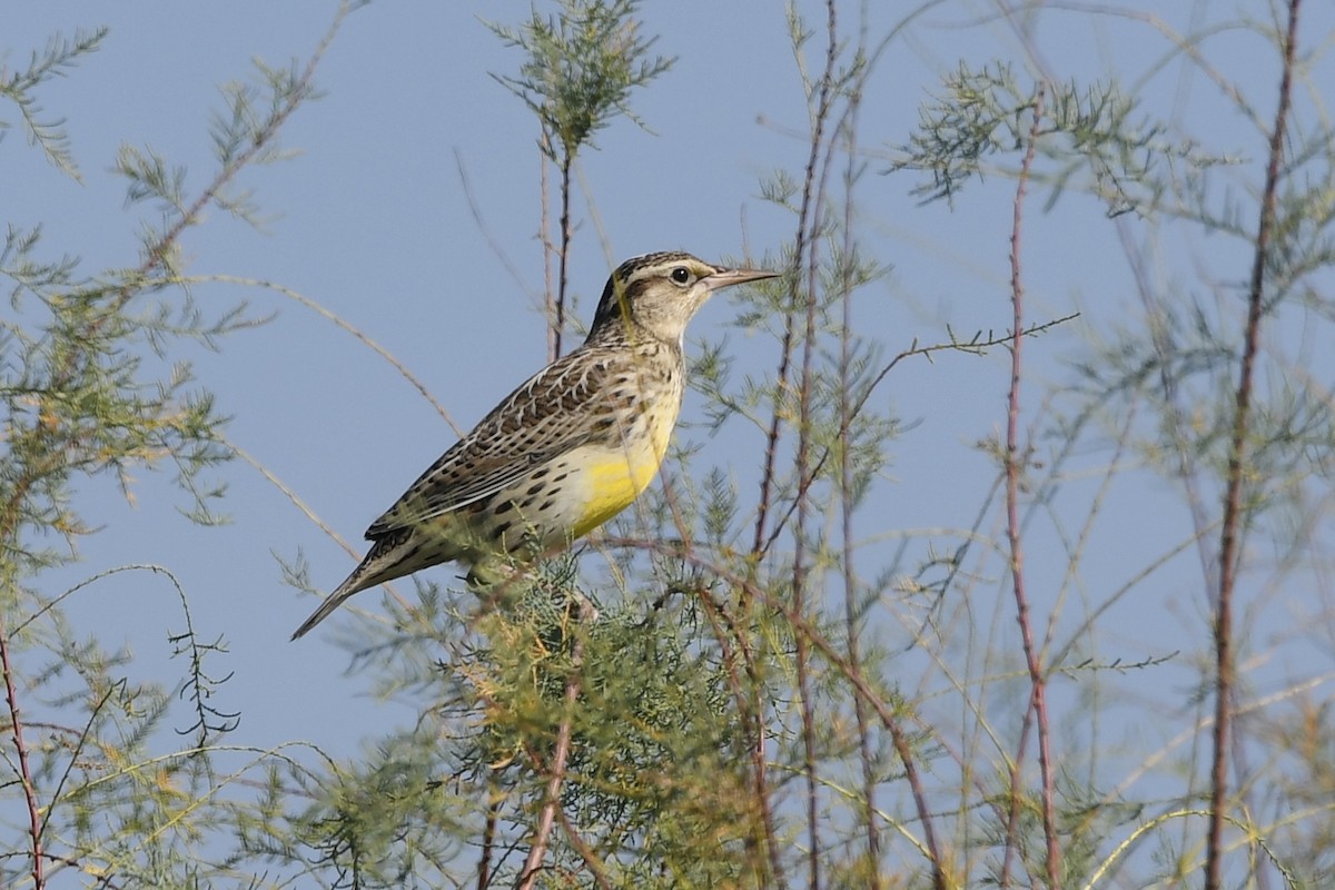 Western Meadowlark - ML644116805
