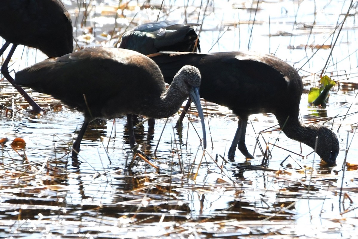 White-faced Ibis - ML644116807