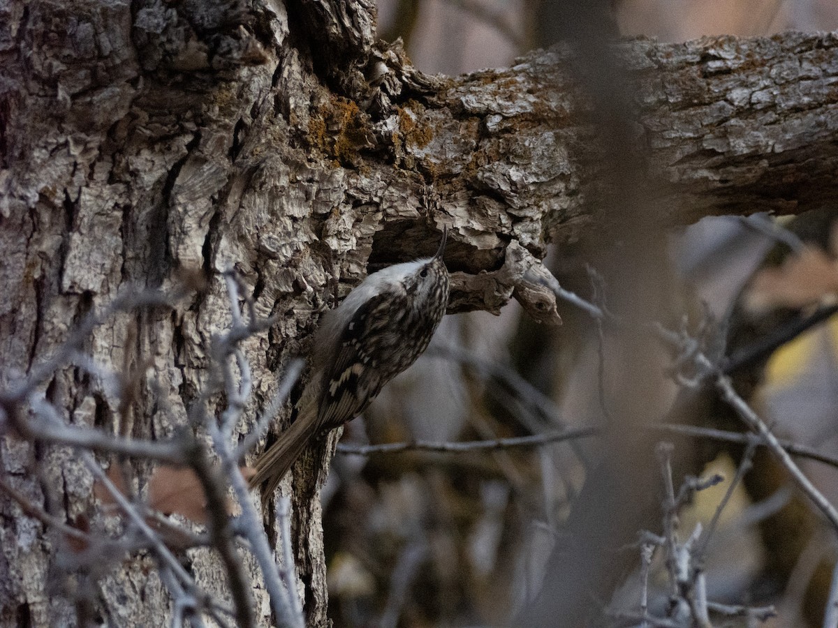 Brown Creeper - ML644116815