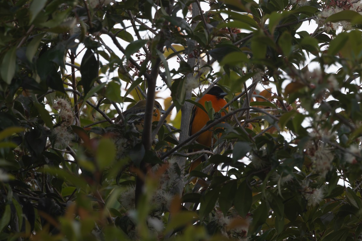 Baltimore Oriole - ML644116816