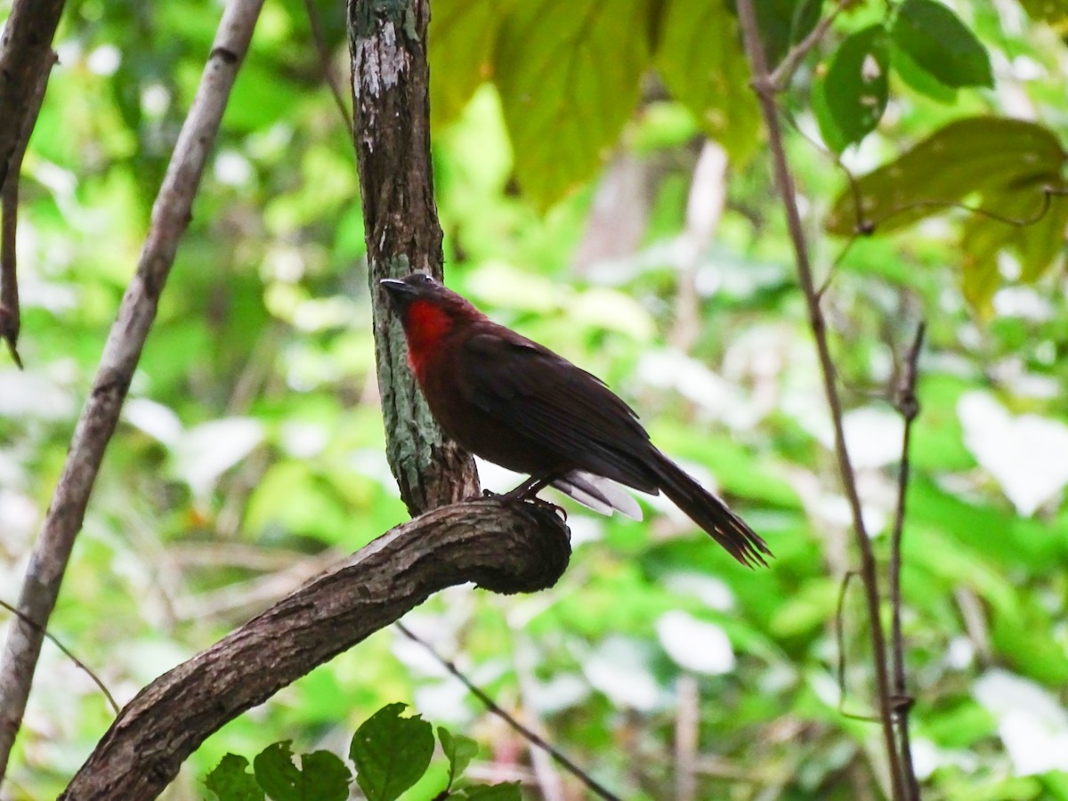 Habia à gorge rouge - ML644116818