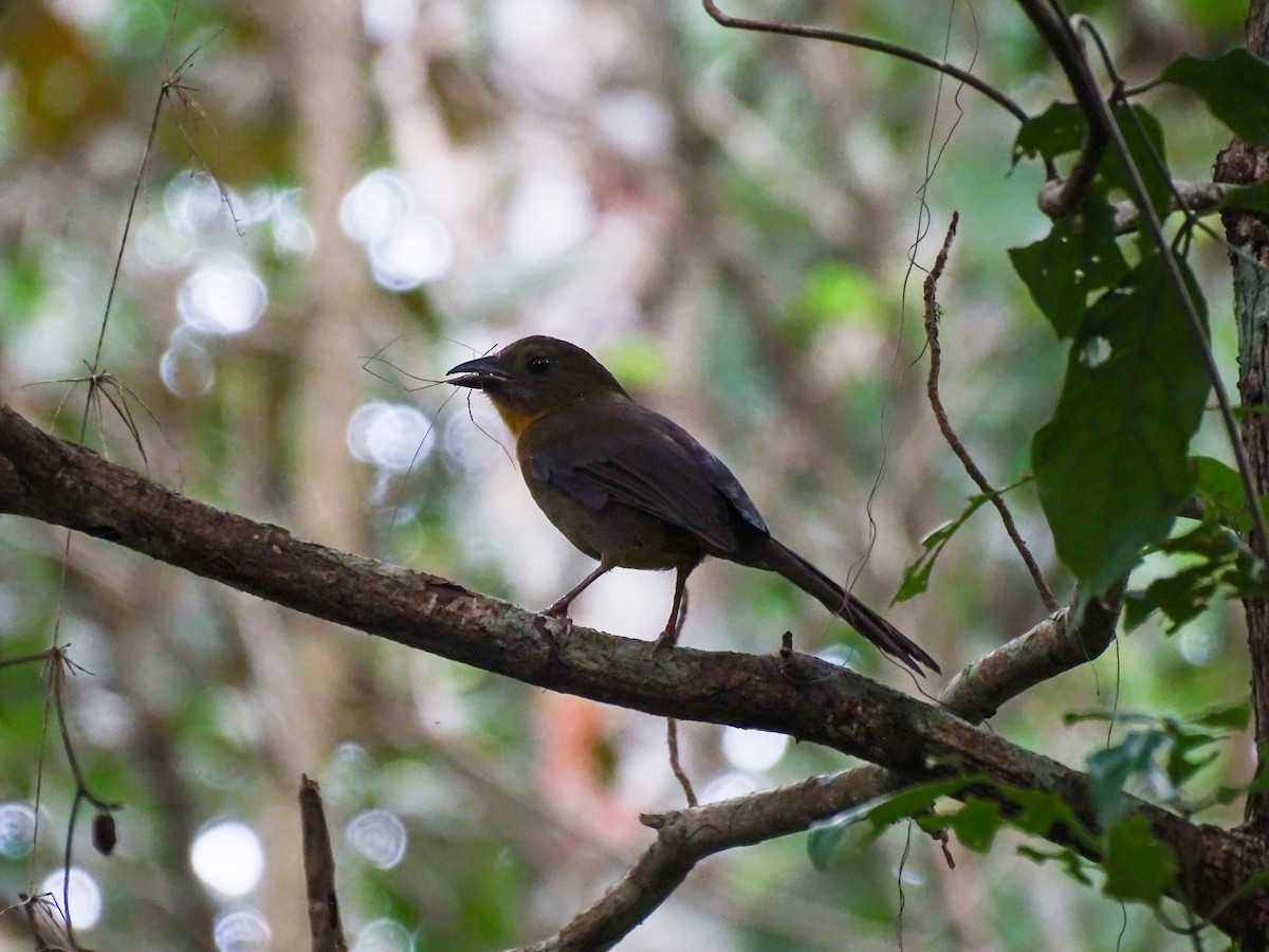 Habia à gorge rouge - ML644116819