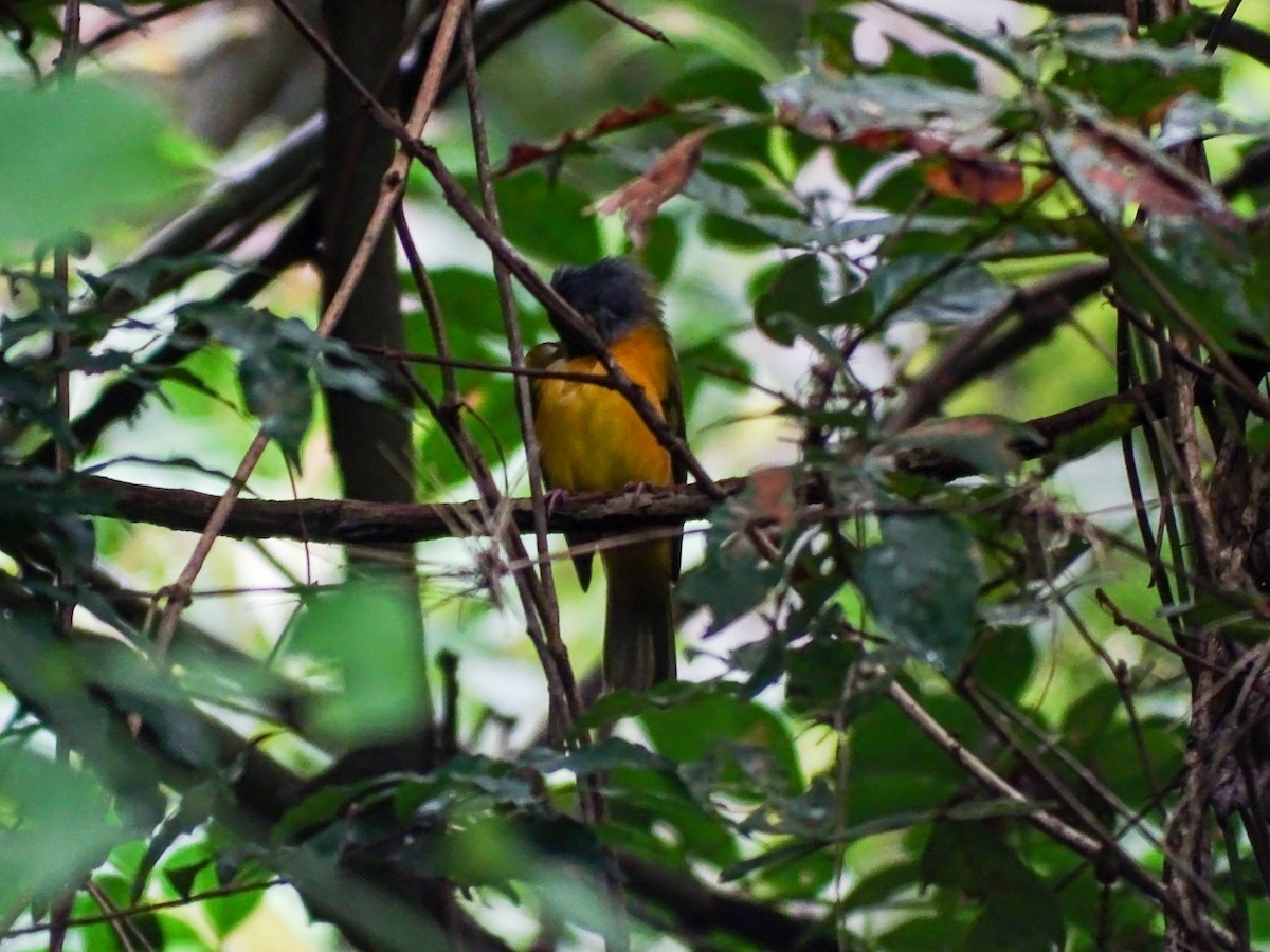 カンムリフウキンチョウ - ML644116833