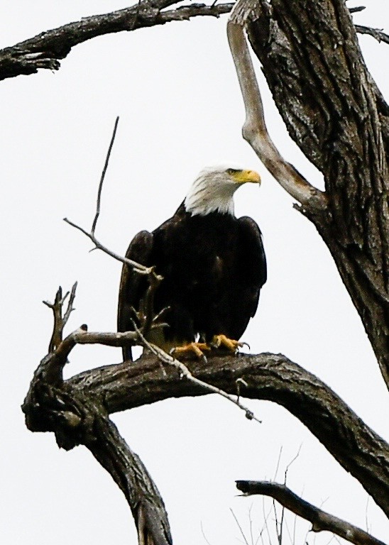 Bald Eagle - ML644116835