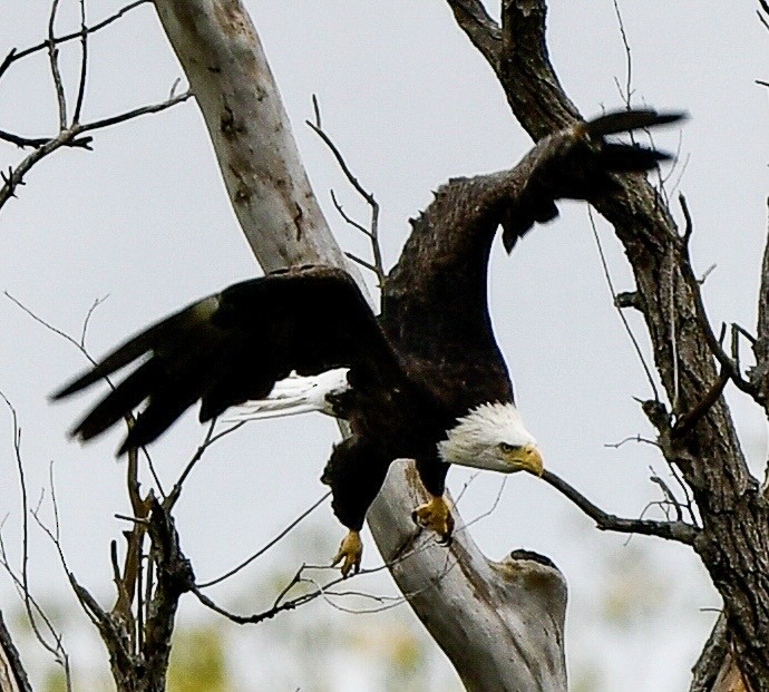 Bald Eagle - ML644116836