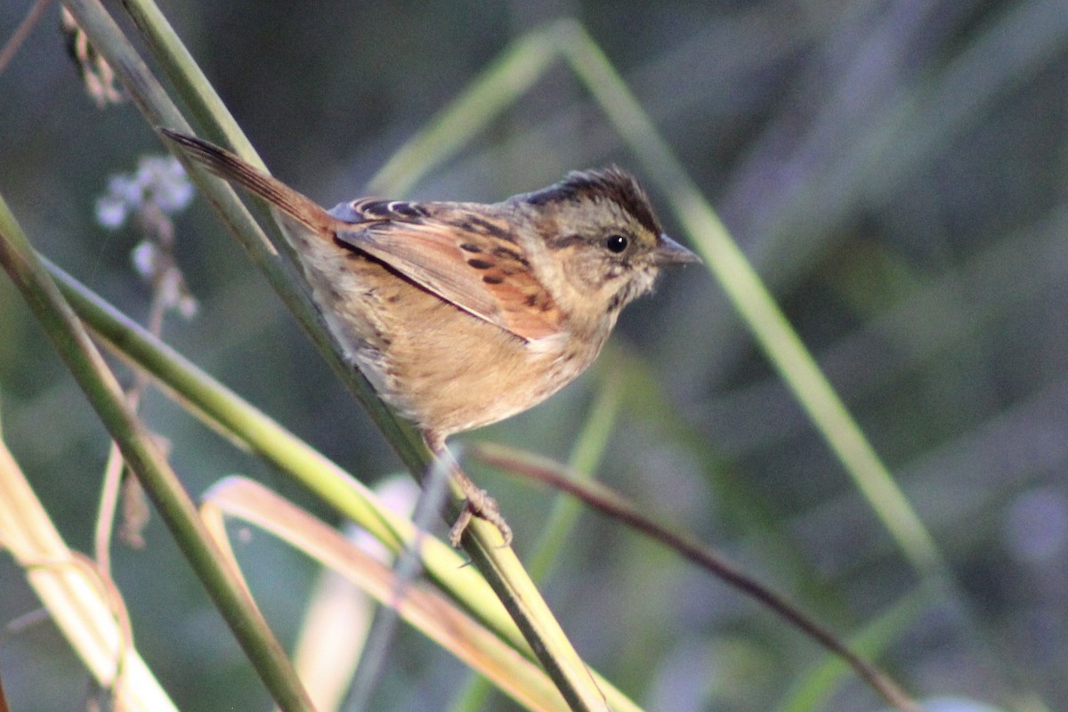 Swamp Sparrow - ML644116837