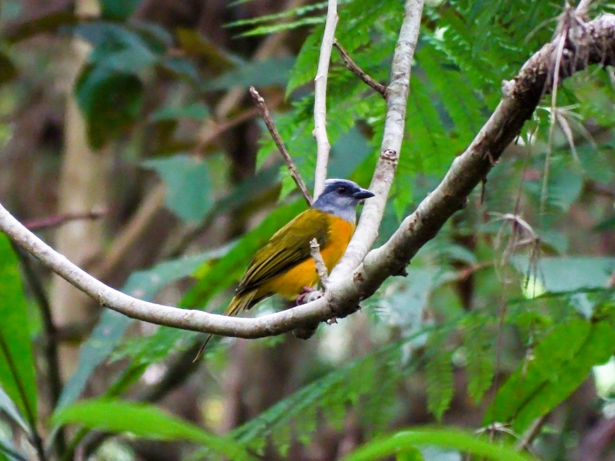 カンムリフウキンチョウ - ML644116839