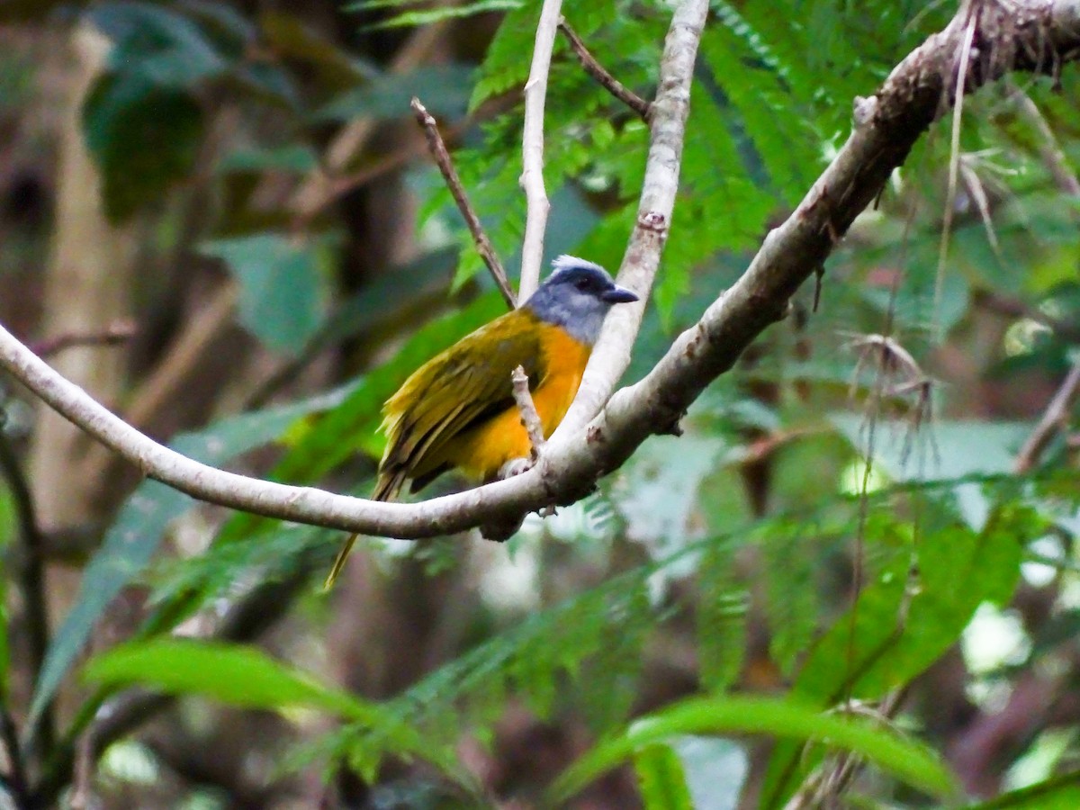 カンムリフウキンチョウ - ML644116840