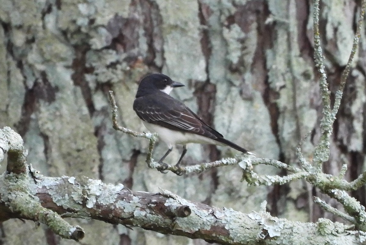 Eastern Kingbird - ML644116844