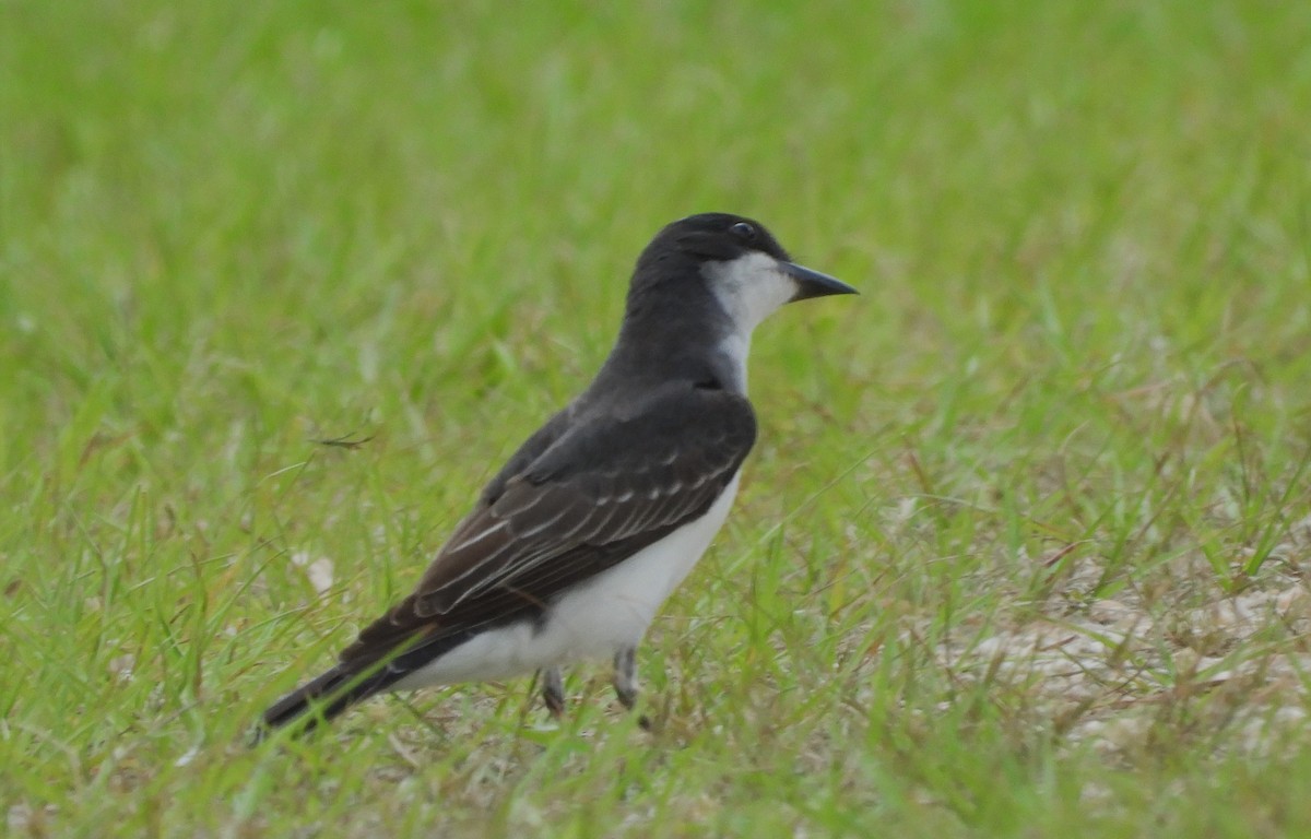 Eastern Kingbird - ML644116845