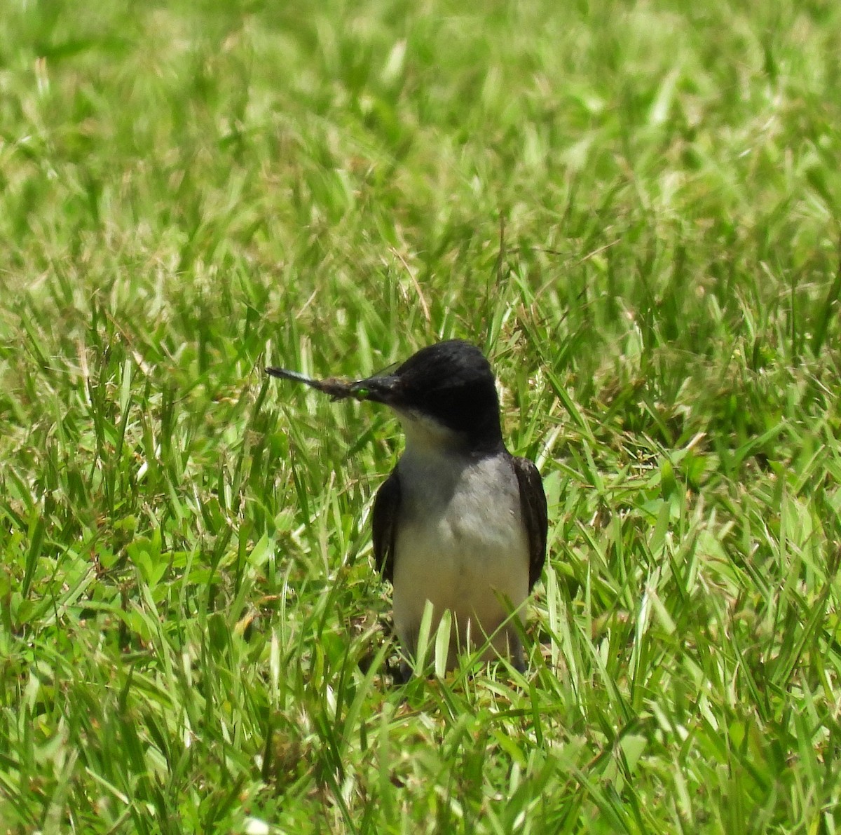Eastern Kingbird - ML644116846