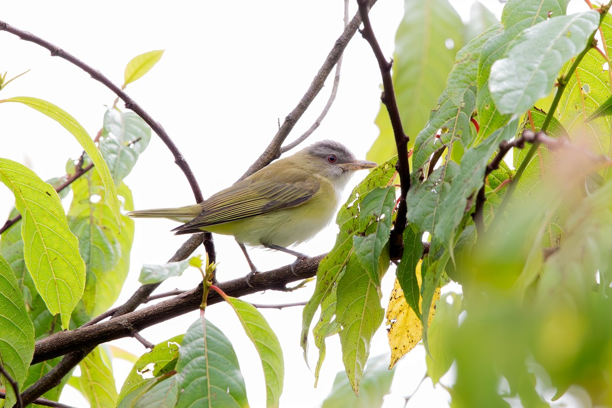 Yellow-green Vireo - ML644116853