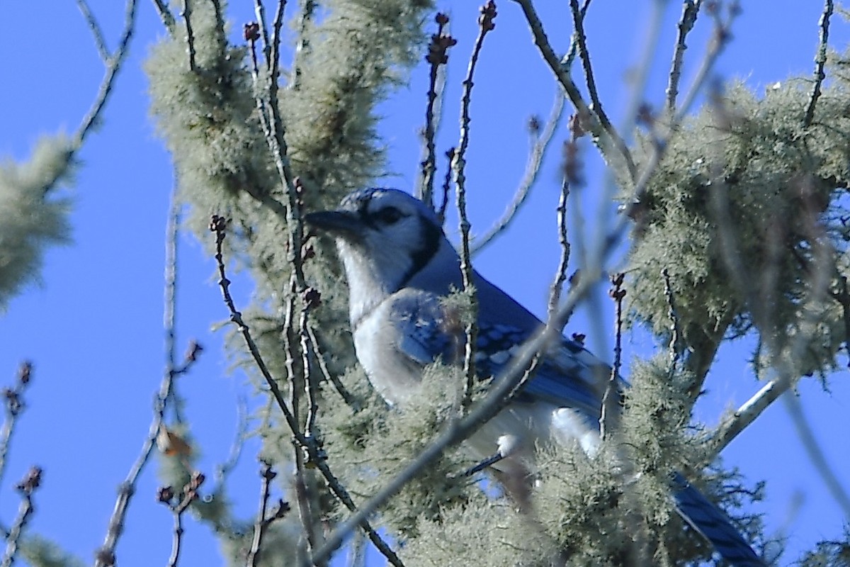 Blue Jay - ML644116855