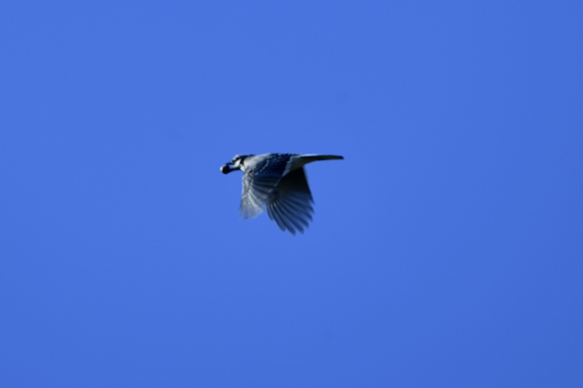 Blue Jay - ML644116881