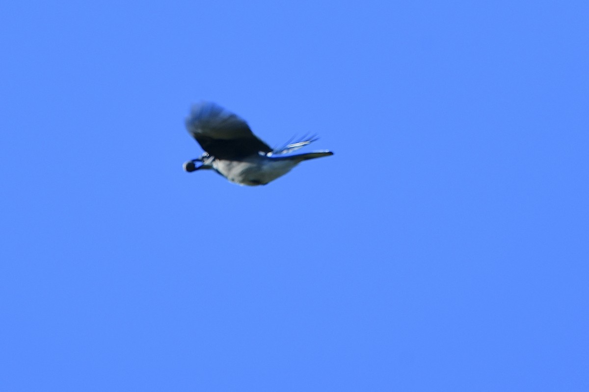 Blue Jay - ML644116890