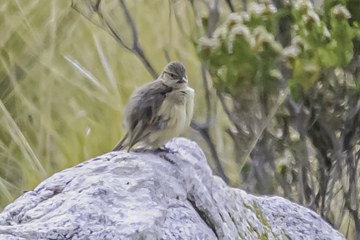 ミヤマカマドドリ - ML644116899