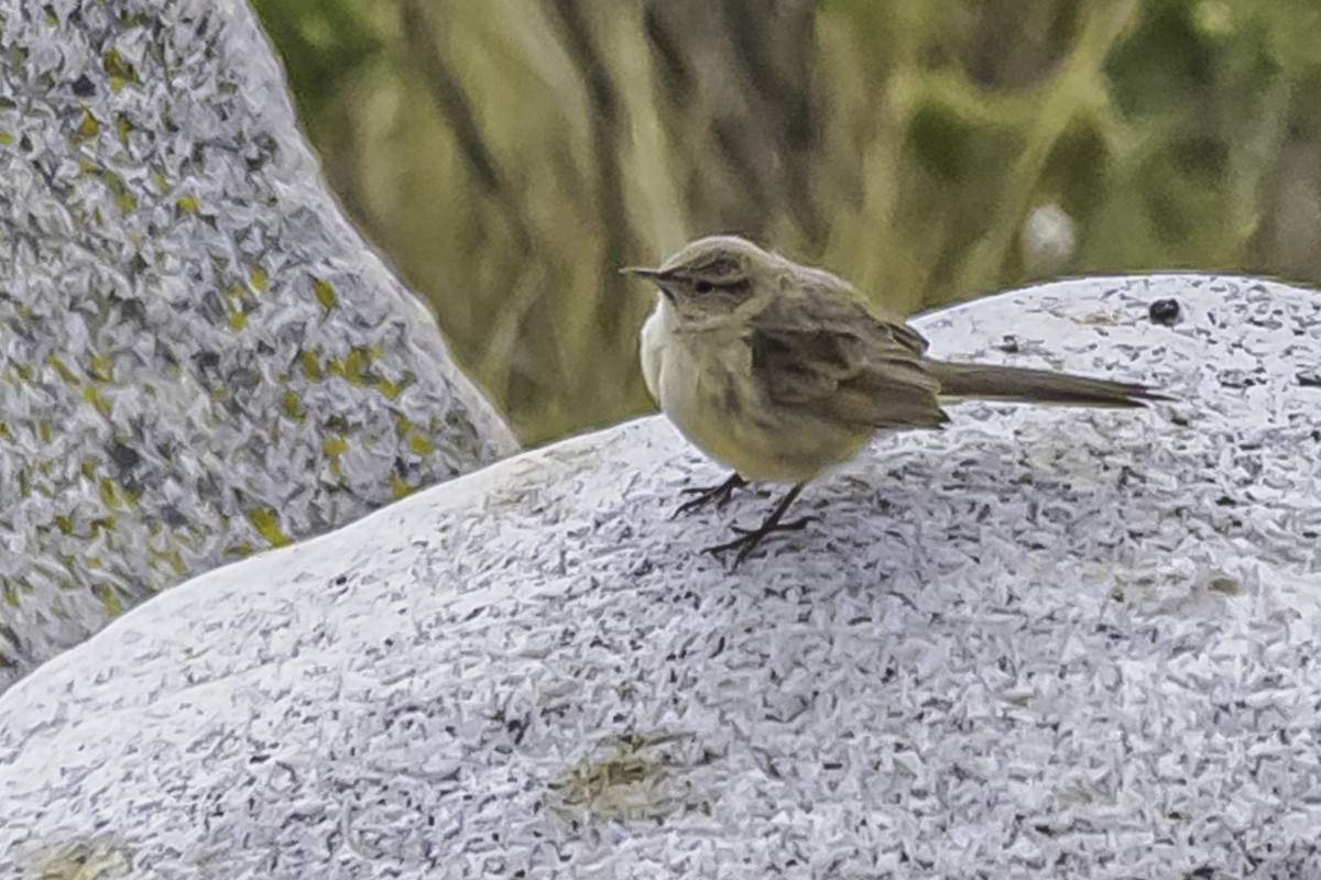 ミヤマカマドドリ - ML644116901