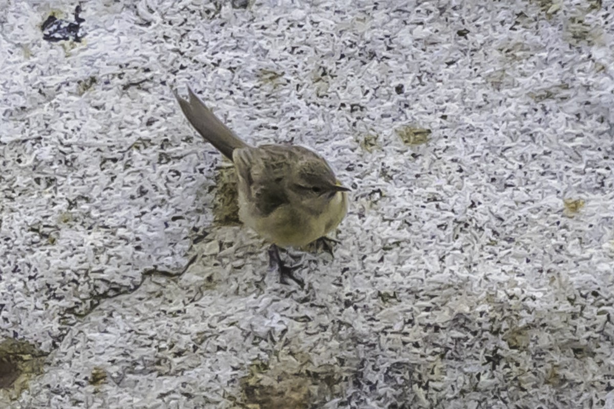 ミヤマカマドドリ - ML644116902