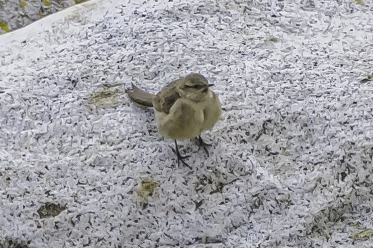 ミヤマカマドドリ - ML644116903