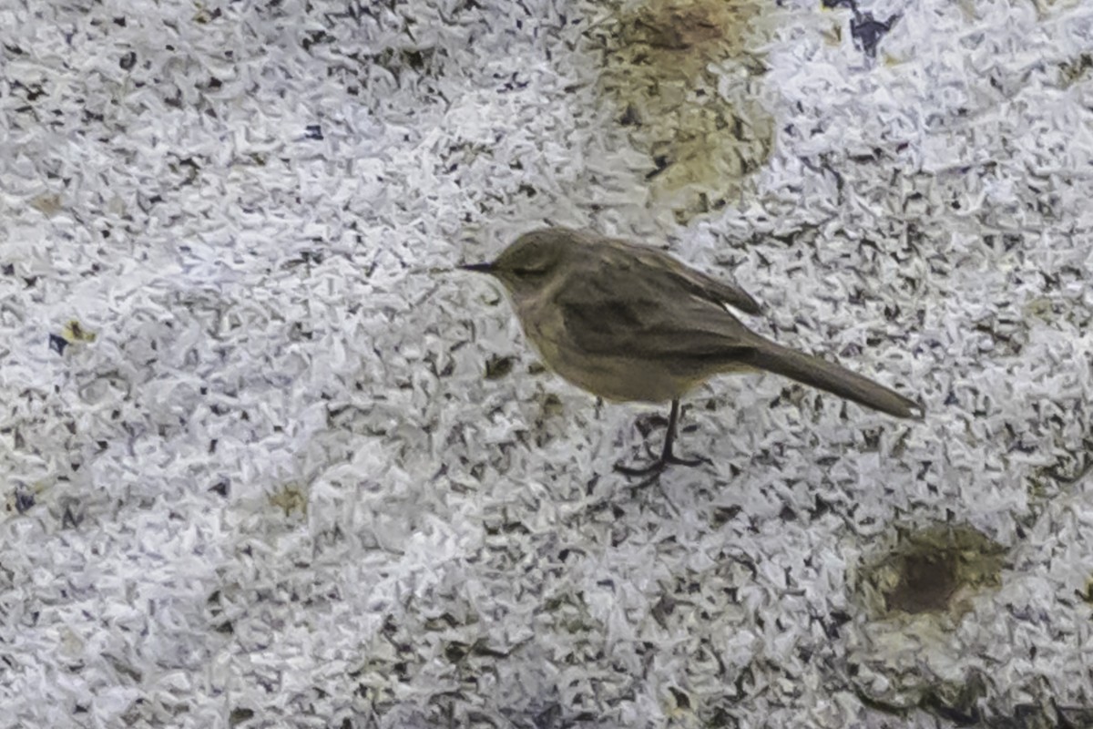 ミヤマカマドドリ - ML644116904