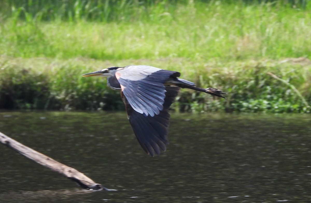 Great Blue Heron - ML644116927