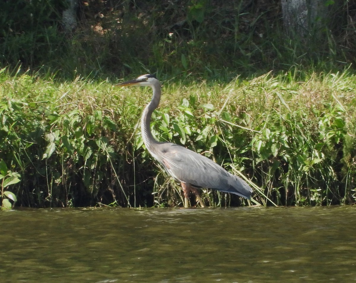 Great Blue Heron - ML644116928