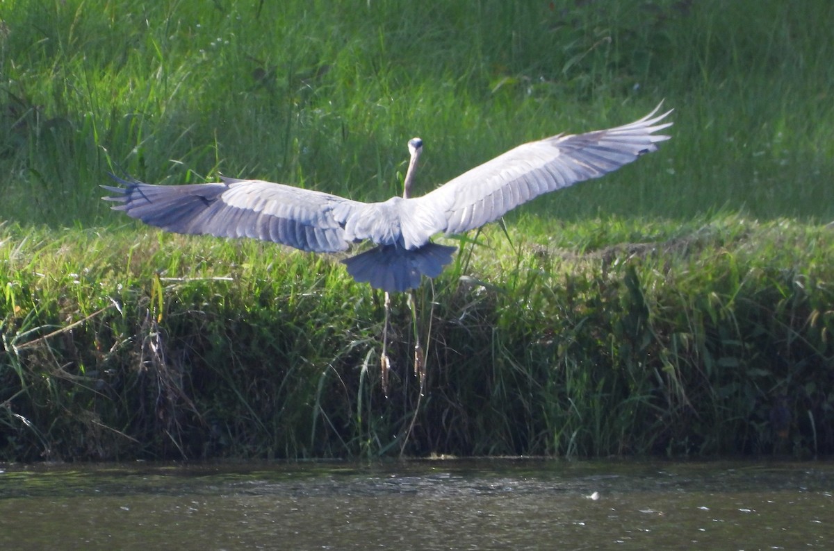 Great Blue Heron - ML644116929