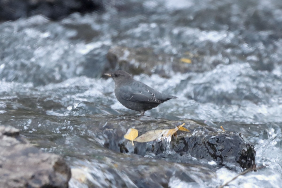 Серая оляпка - ML644116930