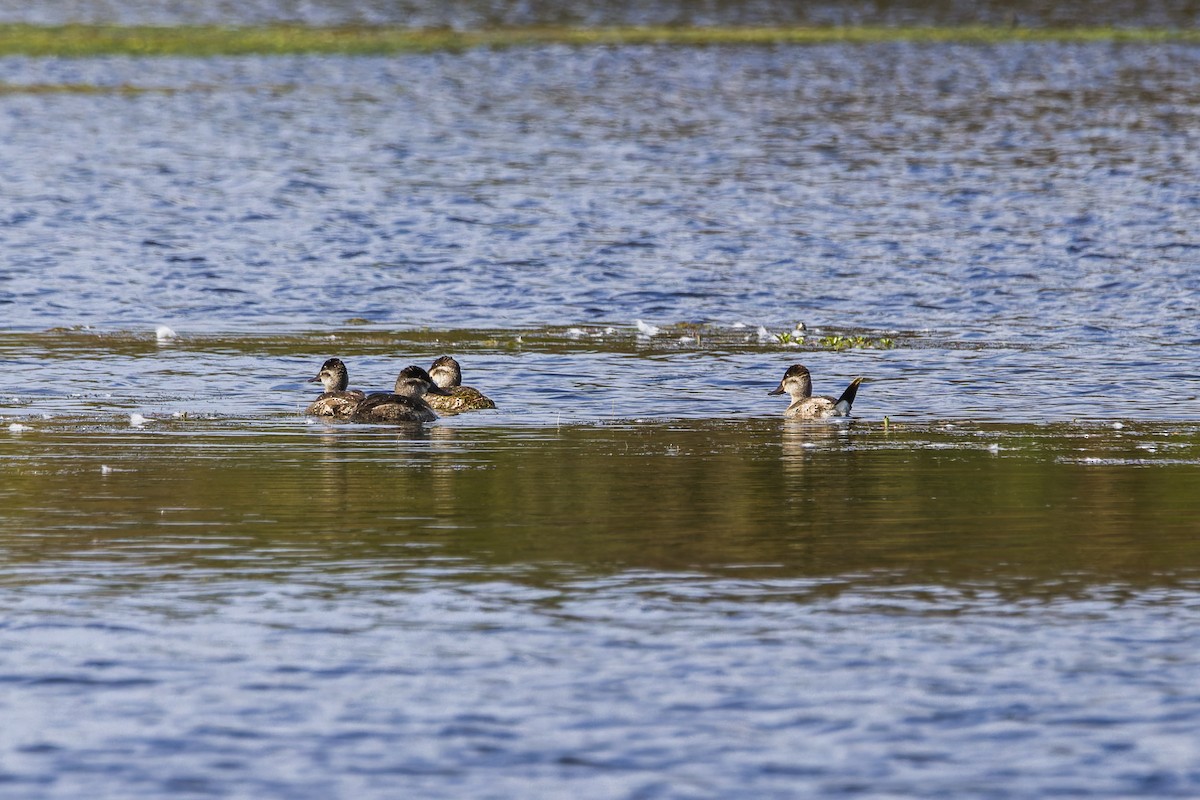 Ruddy Duck - ML644116936