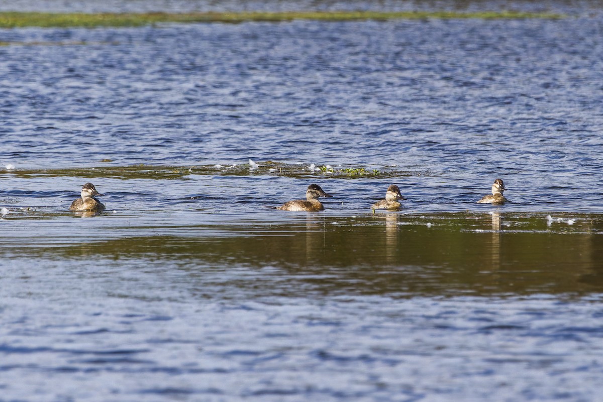 Ruddy Duck - ML644116940