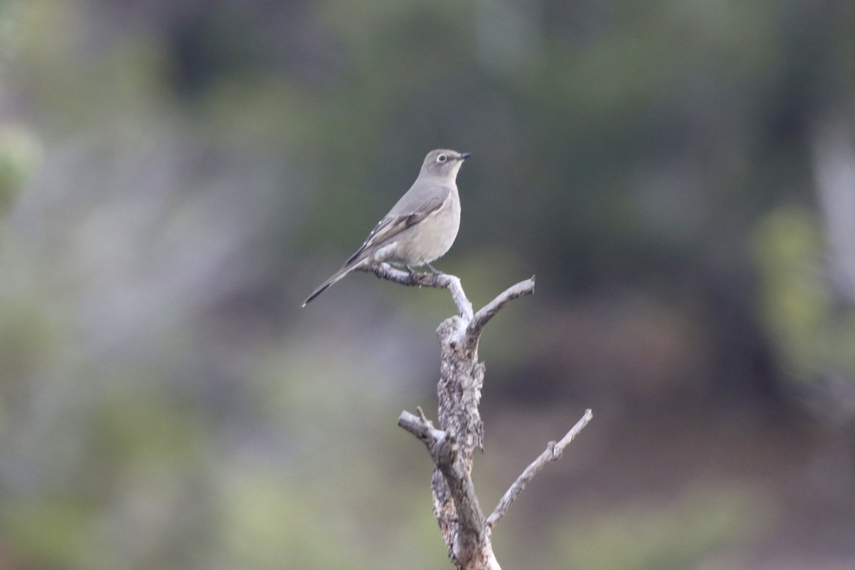 Townsend's Solitaire - ML644116985