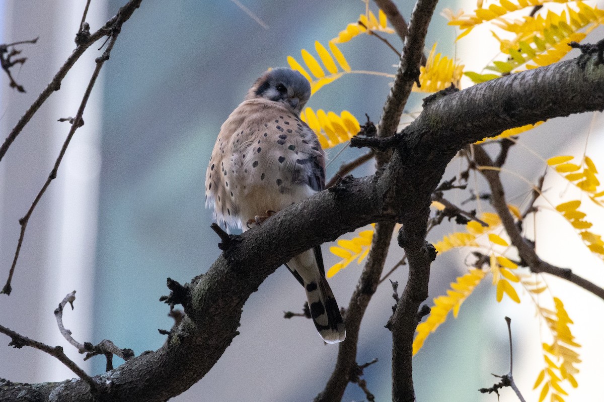 American Kestrel - ML644116997