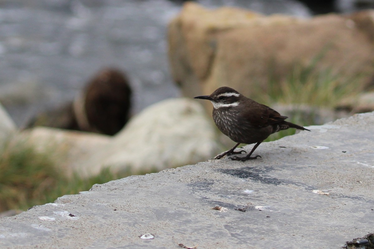 Cinclode à ventre sombre - ML644116998