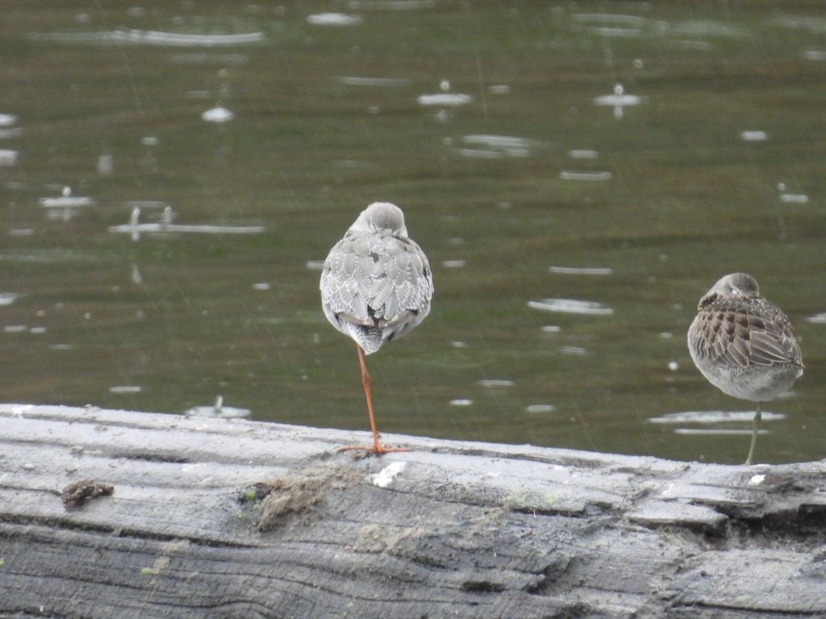 Spotted Redshank - ML644116999