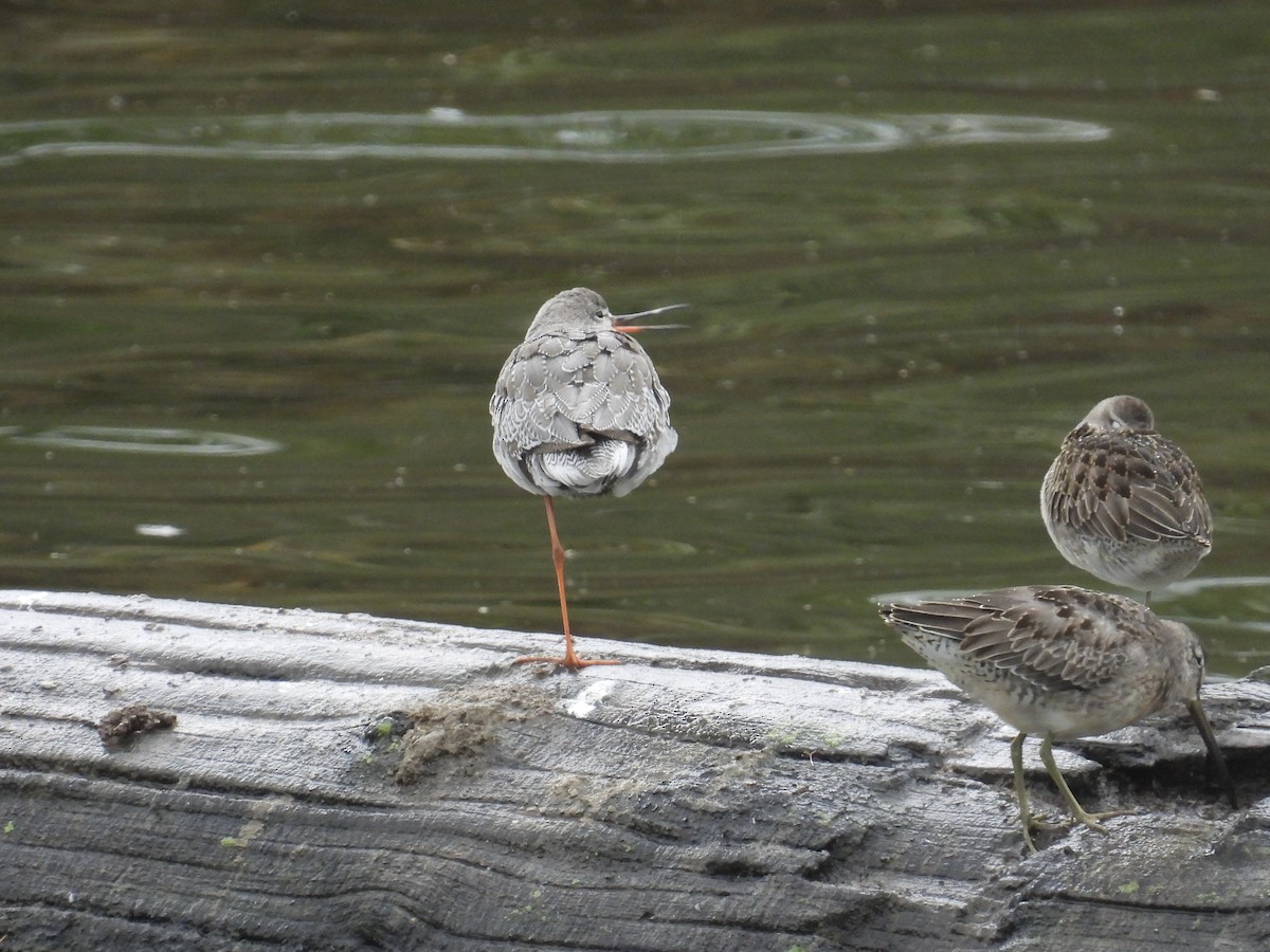 Spotted Redshank - ML644117000