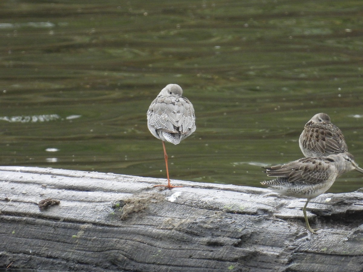 Spotted Redshank - ML644117001